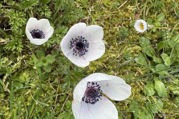 Gli anemoni