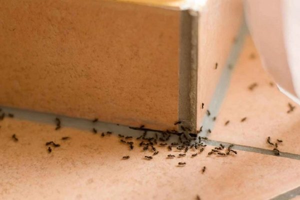 L’invasione delle formiche!