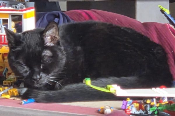 COME FANNO I GATTI A CADERE (QUASI) SEMPRE IN PIEDI?