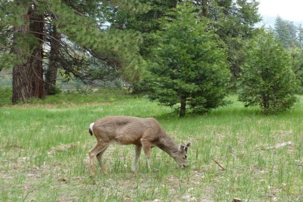 IL BOSCO DI CASA MIA