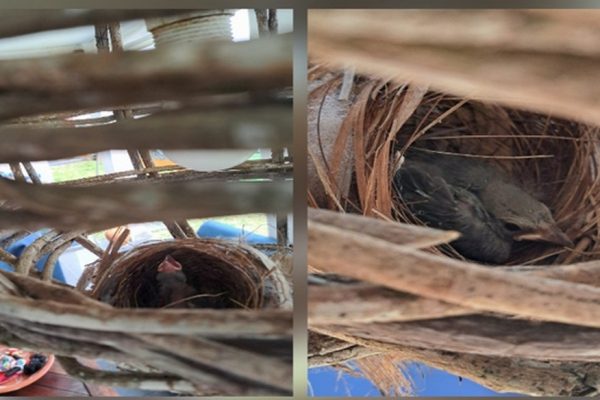 LA NASCITA DEGLI UCCELLINI 