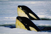 Due orche bucano la crosta dell' Artide