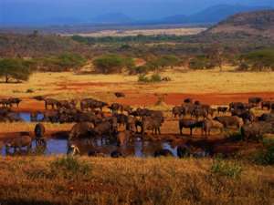 parco nazionale del serengeti