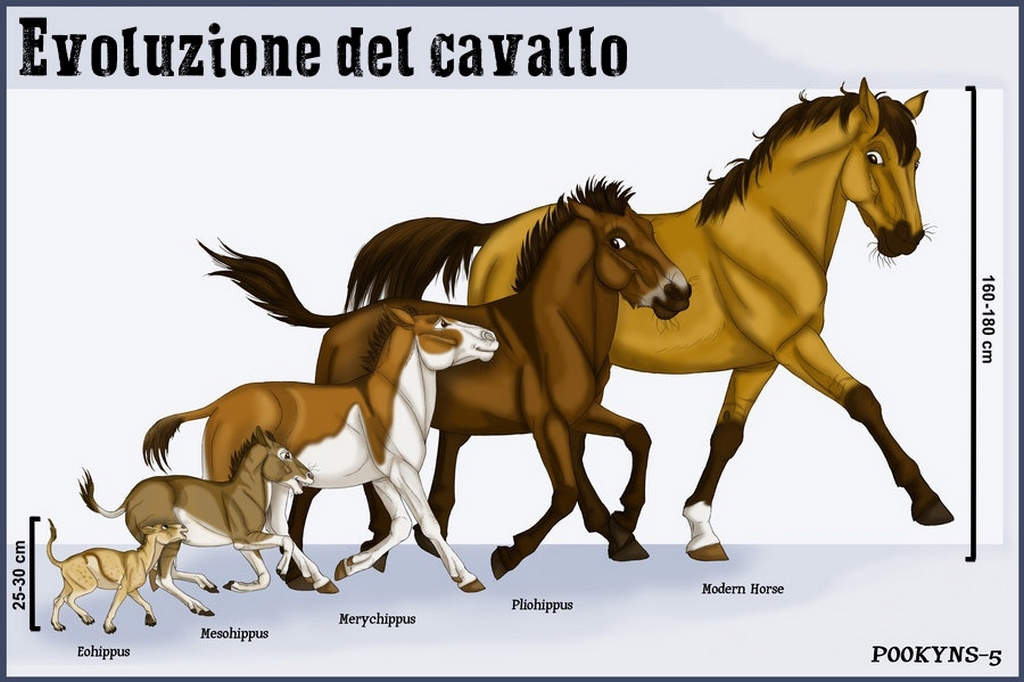 L’evoluzione del cavallo