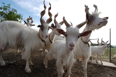 Foto di un gruppo di capre girgentane con le loro buffe corna