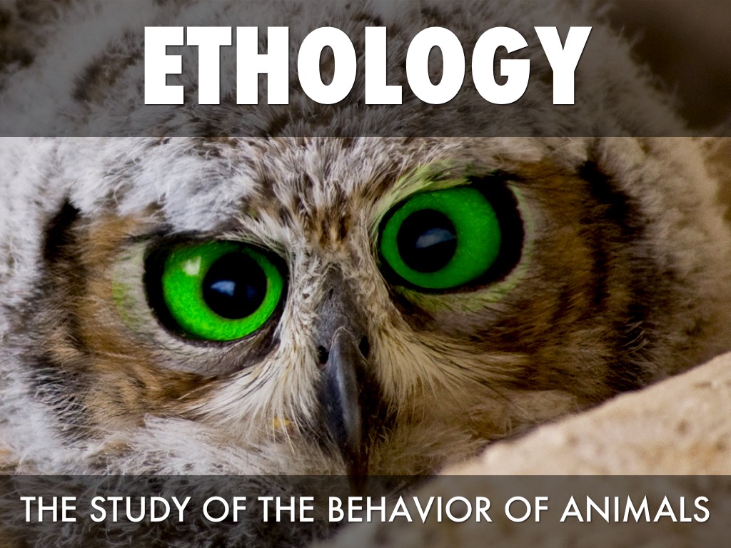 Etologia (parte 1) – Orientamento degli animali