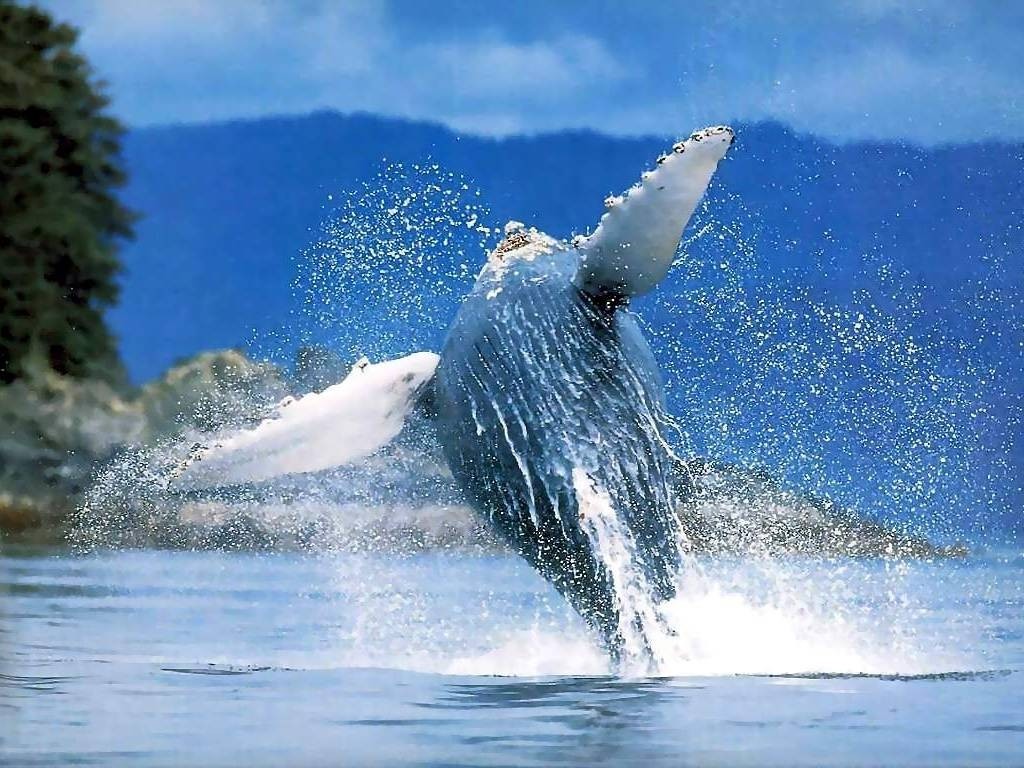 Le balene