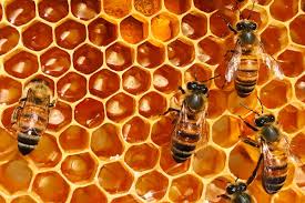L’importanza delle api Senza di loro la natura è più povera