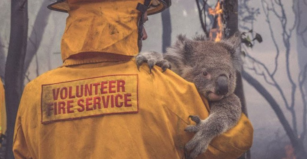 L’Australia brucia e i koala… Non riescono a sopravvivere!