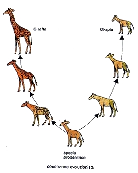 L'evoluzione della giraffa