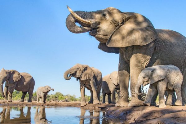 Elefanti in pericolo