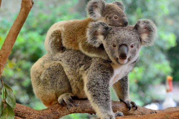 L’habitat naturale del Koala