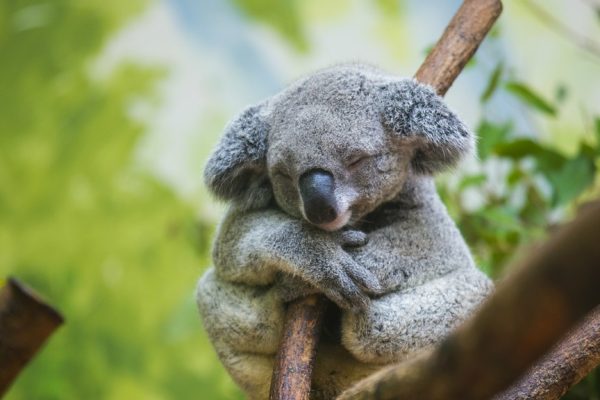 Koala rischio estinzione