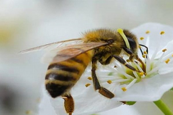 20 MAGGIO – GIORNATA MONDIALE DELLE API