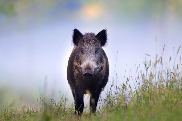 I DENTI DEL CINGHIALE