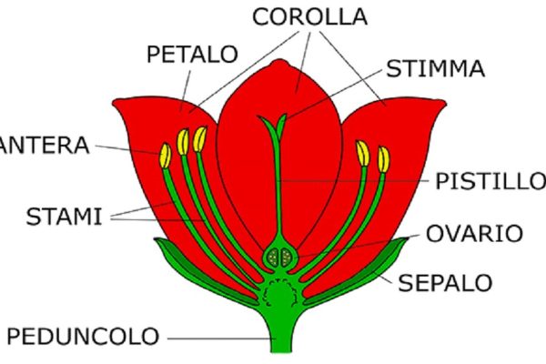 Il fiore