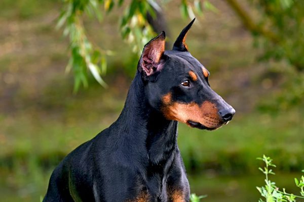 GERMAN PINSCHER