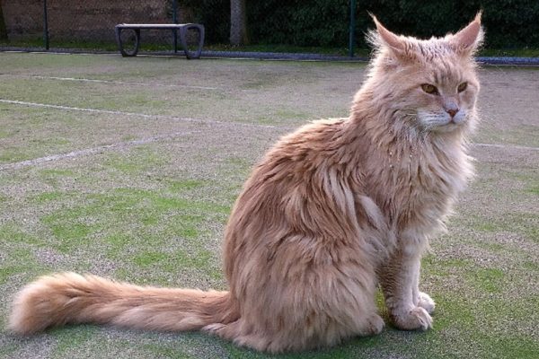 I GATTI MAINE COON