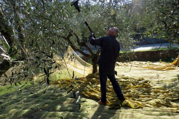 Dalla raccolta delle olive all’olio