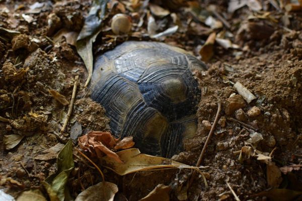 Le tartarughe e il letargo