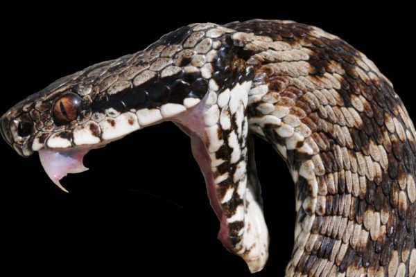 La Vipera e i suoi Denti