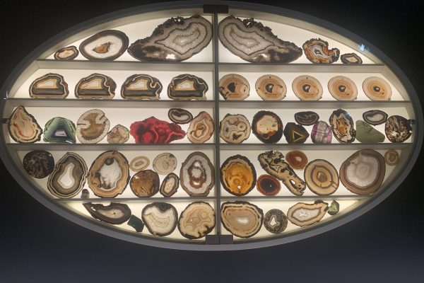 Il museo della Specola di scienze naturali