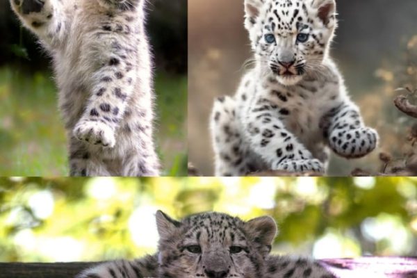 Il leopardo delle nevi