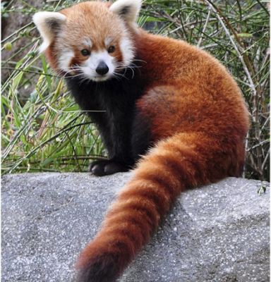 RED, IL PANDA ROSSO
