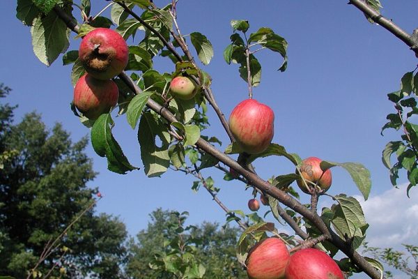 Semplice come la mela