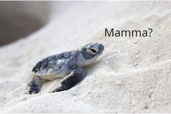 Curiosità sulle tartarughe