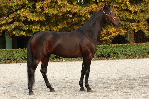 I cavalli sono i nostri amici del cuore