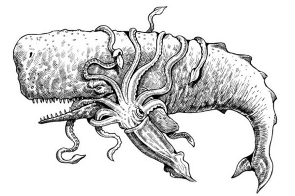 Il capodoglio e il calamaro colossale