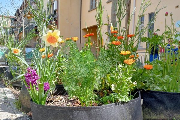 Giardinaggio a scuola