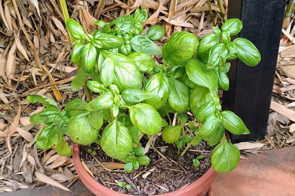 Giardinaggio con mio fratello