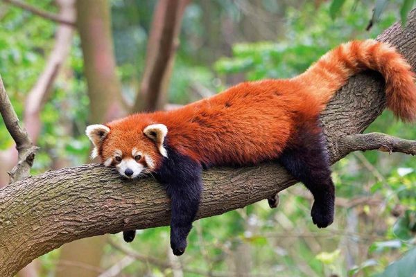 I PICCOLI TESORI DELLE FORESTE ASIATICHE