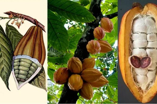 Un tesoro reale, oro e cacao a Palazzo Vecchio