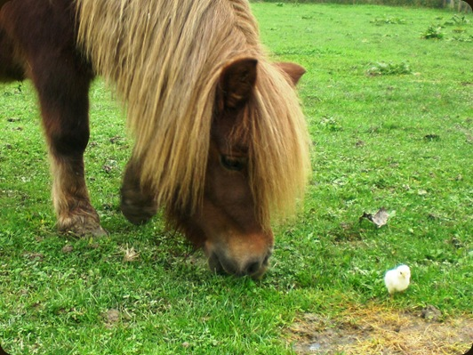 Il pulcino e il cavallo