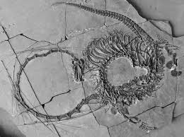 Il giallo: il fossile scomparso.