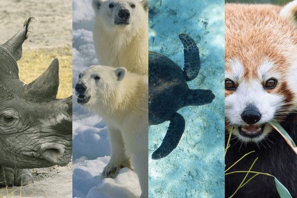 GLI ANIMALI IN VIA DI ESTINZIONE