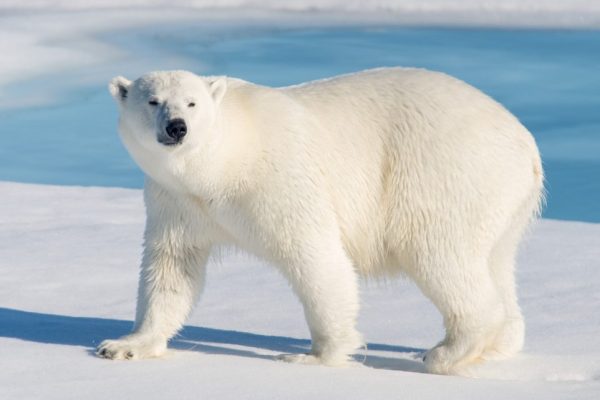 L’orso polare