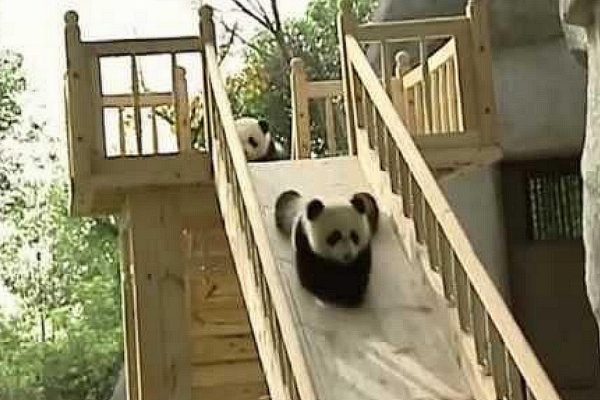 Curiosità sui panda