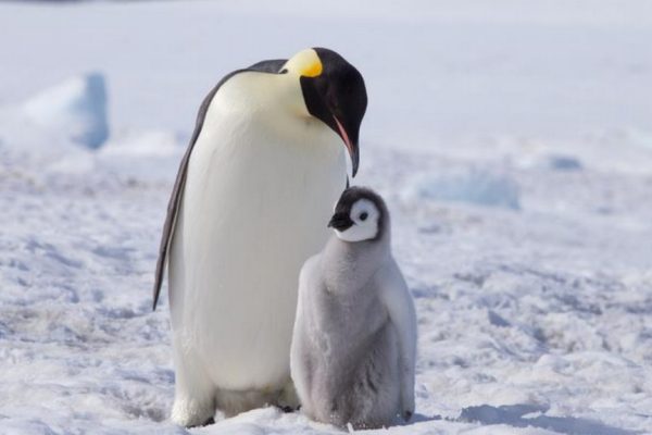 LA BELLEZZA DEI PINGUINI