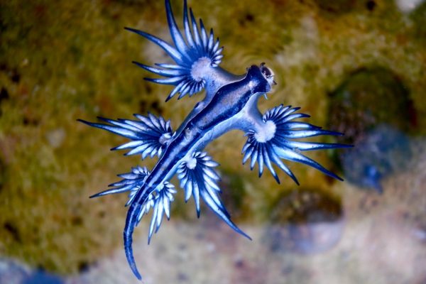 IL DRAGO BLU