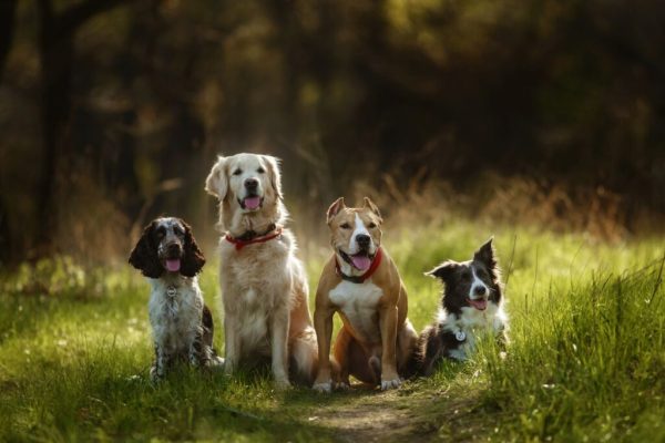 I CANI: I MIEI ANIMALI