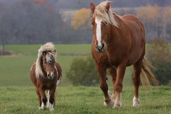 Il nostro amore per i cavalli e pony!!