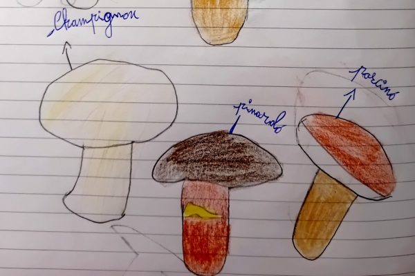 Le caratteristiche di 5 funghi