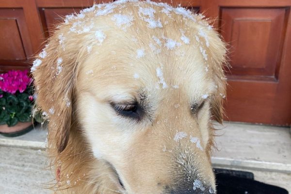 Il miglior cane del mondo