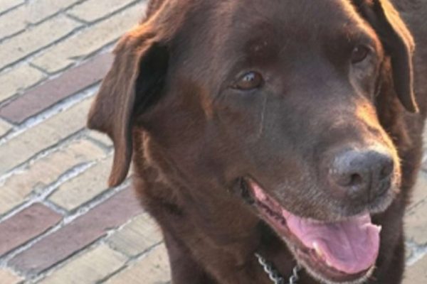 EVVIVA LA BERTA! LA BERTA FILAVA…