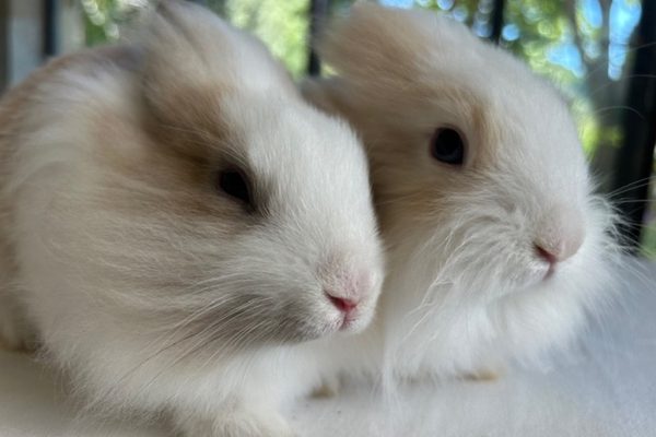 Le mie conigliette nane