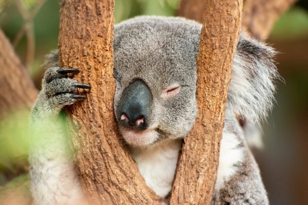 I KOALA